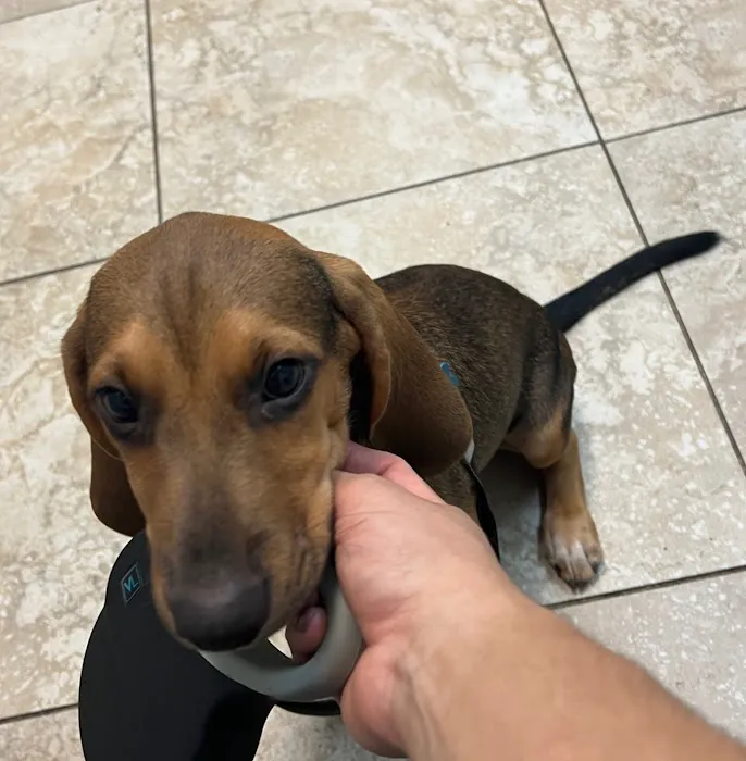 Southgate Animal Hospital 12