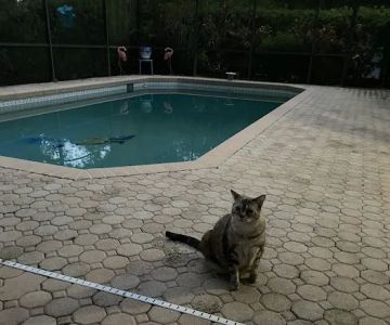 Southgate Animal Hospital