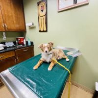 Gulf Gate Animal Hospital ico
