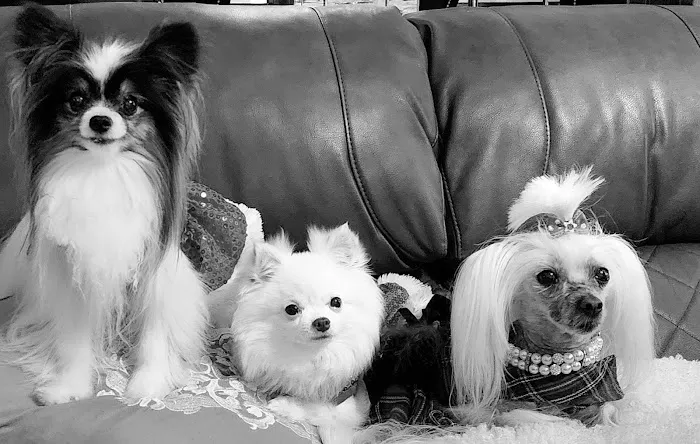 Gulf Gate Animal Hospital 12