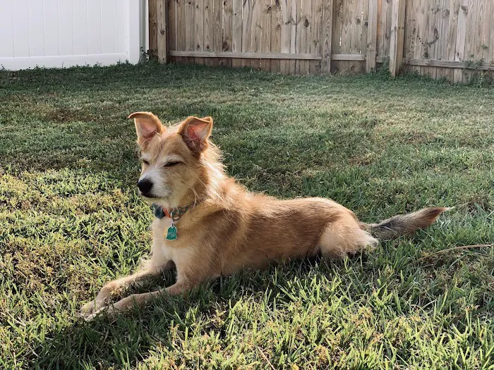 Gulf Gate Animal Hospital 12