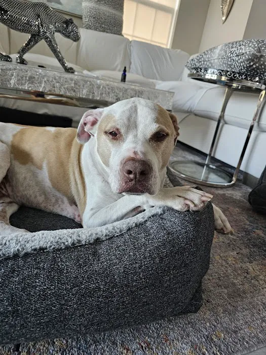 Gulf Gate Animal Hospital 12