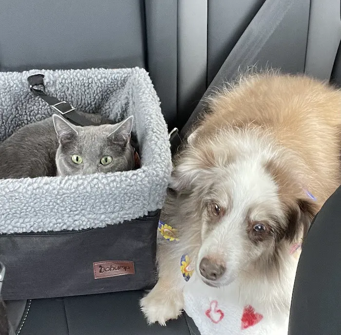 Ashton Animal Clinic & The Pet Resort 2