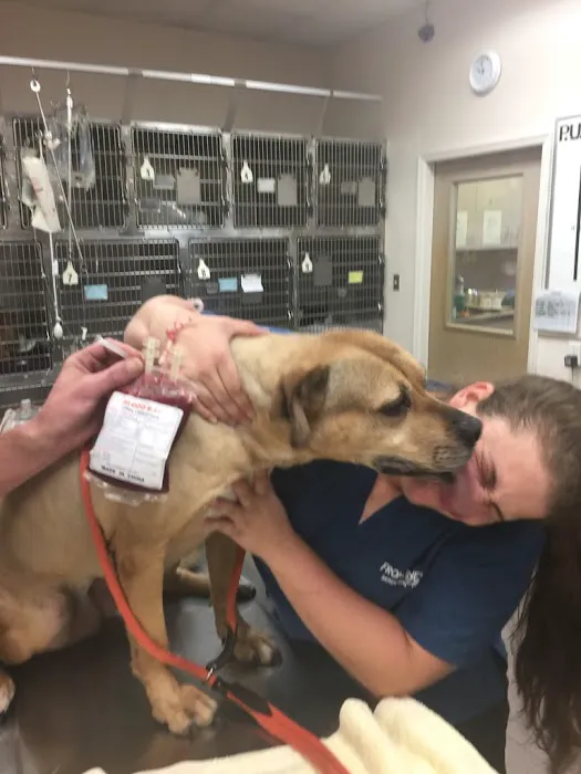 Ashton Animal Clinic & The Pet Resort 6