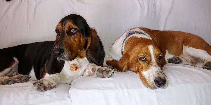Ashton Animal Clinic & The Pet Resort 3
