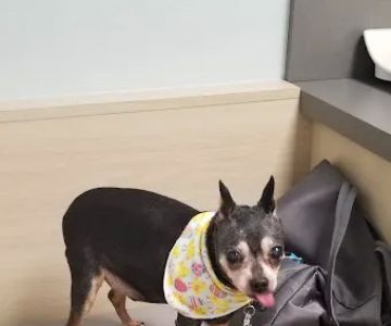 Clark Road Animal Clinic