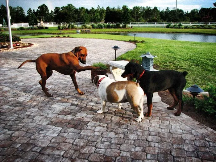 Best Friends Animal Hospital 12