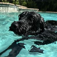 Best Friends Animal Hospital ico
