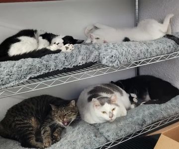 Animal Rescue Coalition
