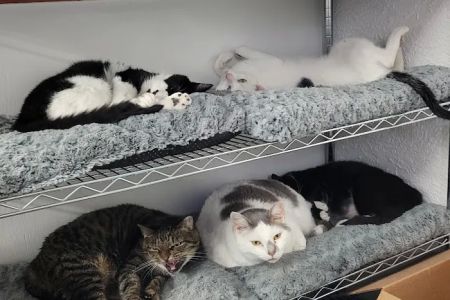 Animal Rescue Coalition