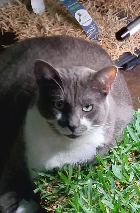 Cat Hospital of Sarasota 1