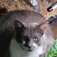 Cat Hospital of Sarasota ico