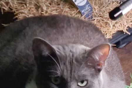 Cat Hospital of Sarasota