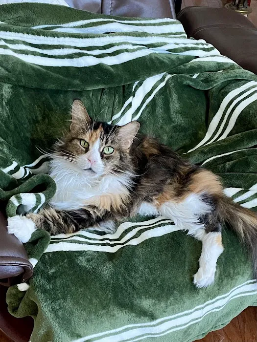 Cat Hospital of Sarasota 9
