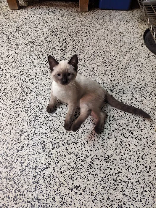 Cat Hospital of Sarasota 10