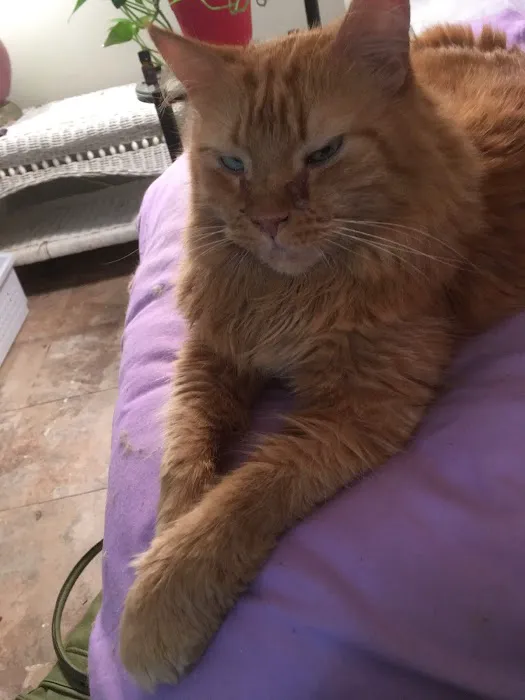 Cat Hospital of Sarasota 5