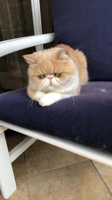 Cat Hospital of Sarasota 3