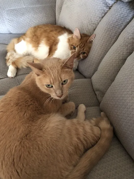 Cat Hospital of Sarasota 8