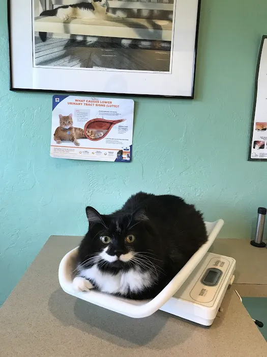 Cat Hospital of Sarasota 7