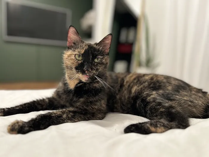 Cat Hospital of Sarasota 6