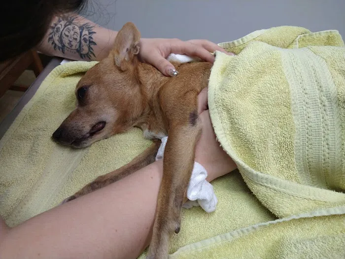 Garrison Animal Hospital 2