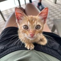 Garrison Animal Hospital ico