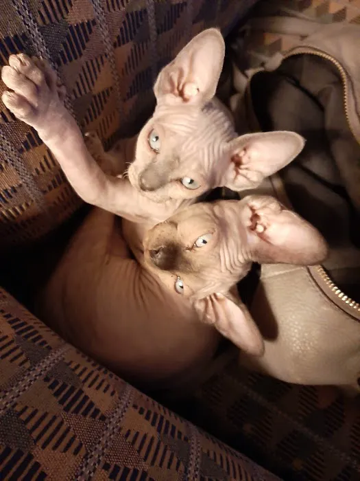 Supreme Sphynx 12