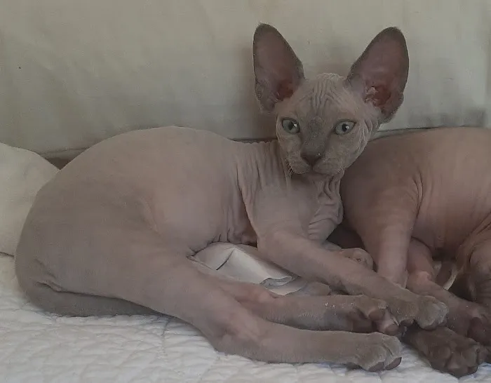 Supreme Sphynx 12
