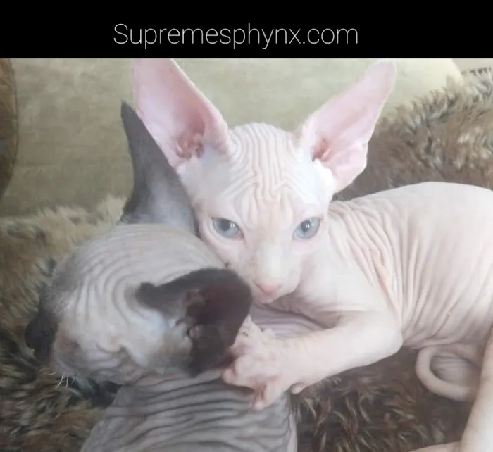 Supreme Sphynx 12