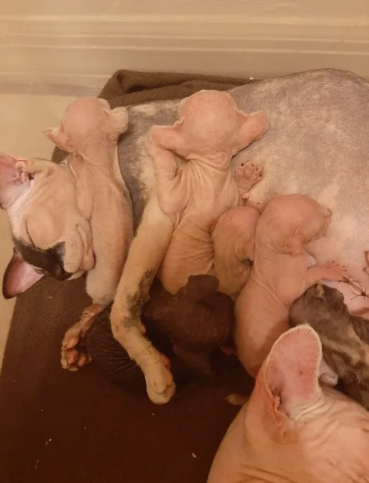 Supreme Sphynx 12