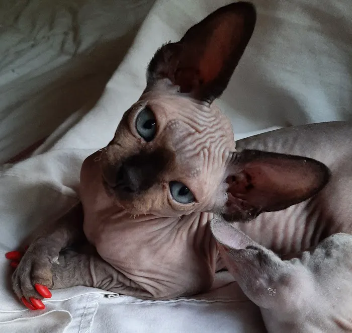 Supreme Sphynx 12