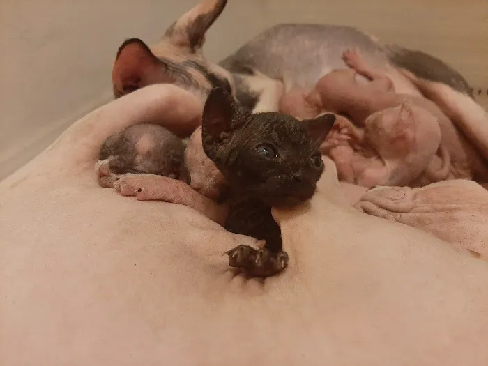 Supreme Sphynx 12