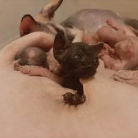 Supreme Sphynx ico