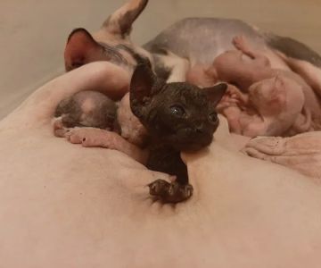 Supreme Sphynx