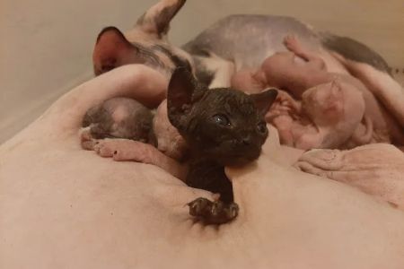 Supreme Sphynx