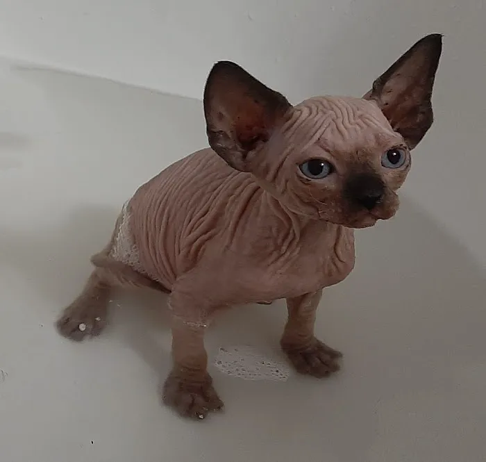 Supreme Sphynx 12