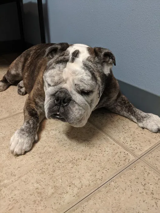 Gulfcoast Veterinary 6