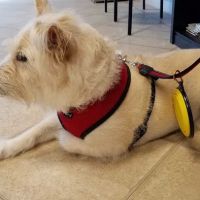 Gulfcoast Veterinary ico