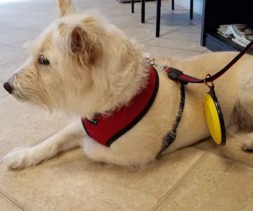Gulfcoast Veterinary