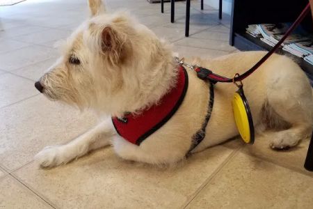 Gulfcoast Veterinary