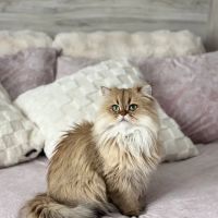 Palmer Ranch Animal Clinic ico