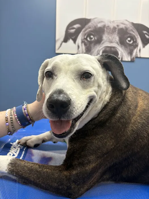 KindVet of Sarasota Urgent Care 12