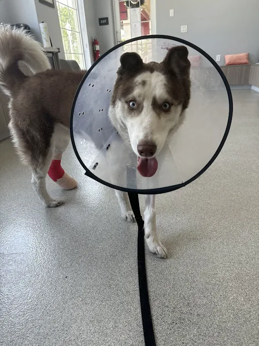 KindVet of Sarasota Urgent Care 12