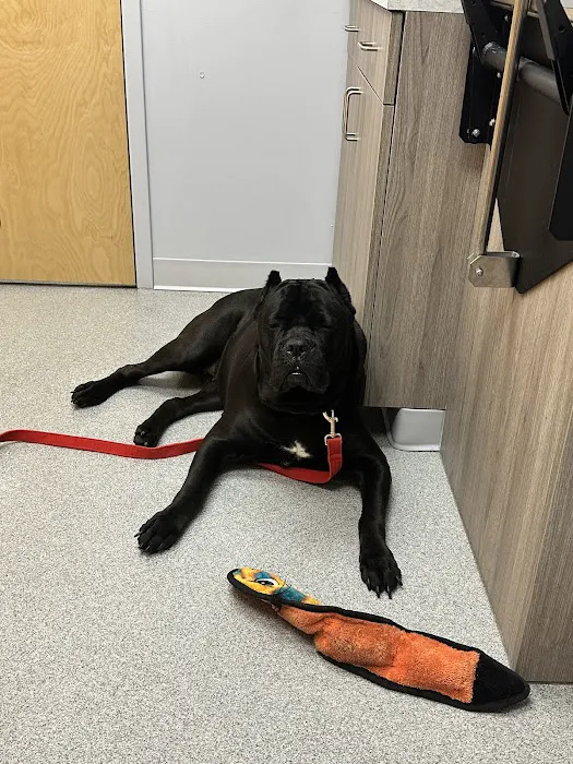 KindVet of Sarasota Urgent Care 12