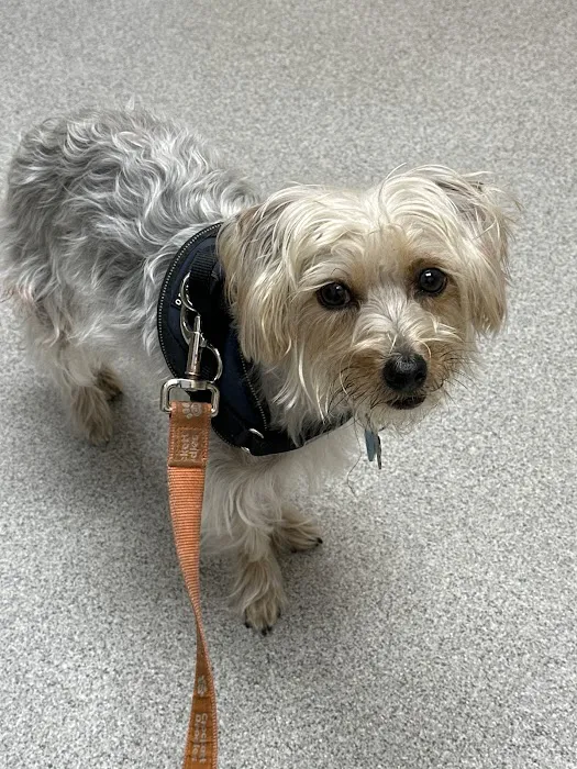KindVet of Sarasota Urgent Care 12