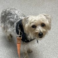KindVet of Sarasota Urgent Care ico