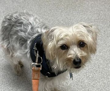KindVet of Sarasota Urgent Care
