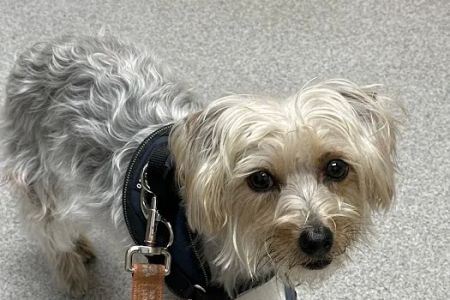 KindVet of Sarasota Urgent Care