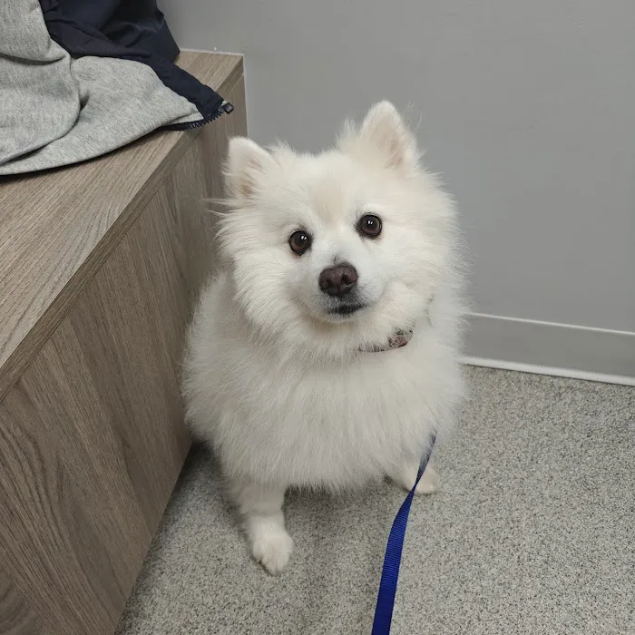 KindVet of Sarasota Urgent Care 12