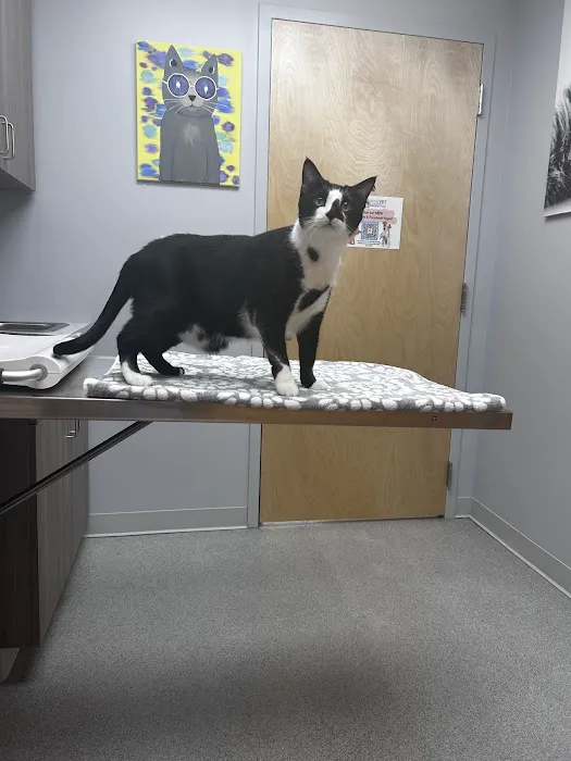 KindVet of Sarasota Urgent Care 12